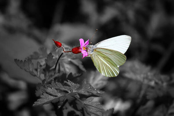Butterfly Art Print featuring the photograph Pretty Margined White Butterfly by Tracie Schiebel