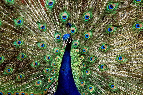 Peacock Art Print featuring the photograph Pride by Johanne Peale
