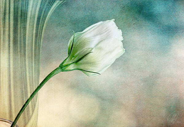 Flowers Art Print featuring the photograph Pristine by Margaret Hormann Bfa
