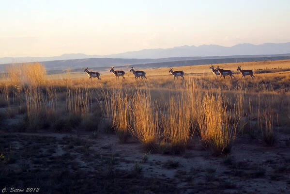 Antilocapra Americanus Photographs Art Print featuring the photograph Pronghorn all in a Row by C Sitton