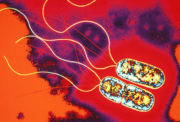 Pseudomonas Sp. Art Print featuring the photograph Pseudomonas Sp. Bacteria, Tem by Dr Linda Stannard, Uct