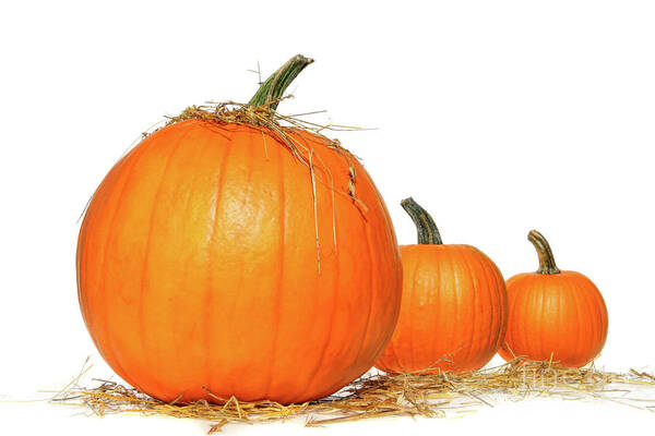 Agriculture Art Print featuring the photograph Pumpkins with straw on white by Sandra Cunningham