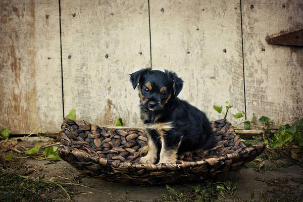 Puppy Art Print featuring the photograph Puppy in a tray by Kelley Nelson