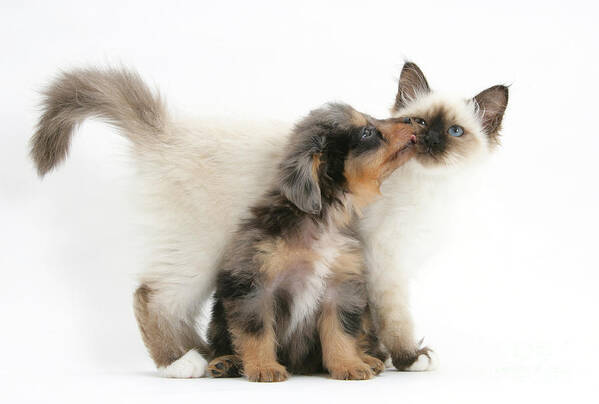 Animal Art Print featuring the photograph Puppy Licking Kitten by Mark Taylor