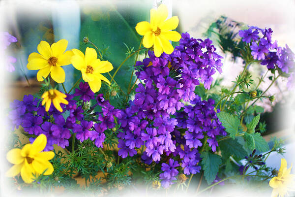 Bright Art Print featuring the photograph Purple and Yellow Delight by Liz Evensen
