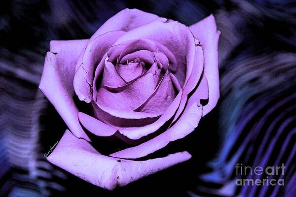 Rose Art Print featuring the photograph Purple rose by Yumi Johnson