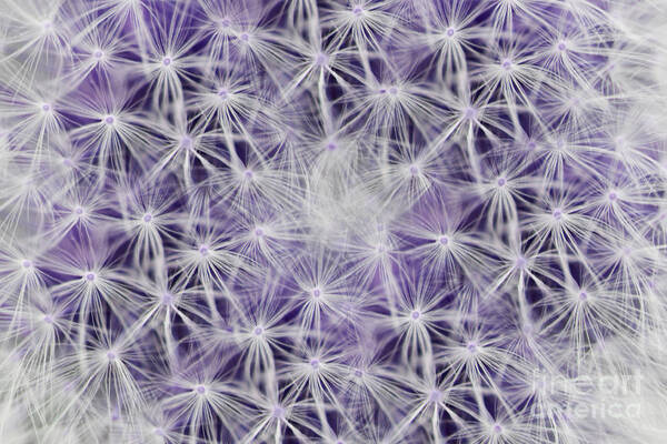 Dandelion Art Print featuring the photograph Purple Wishes by Traci Cottingham