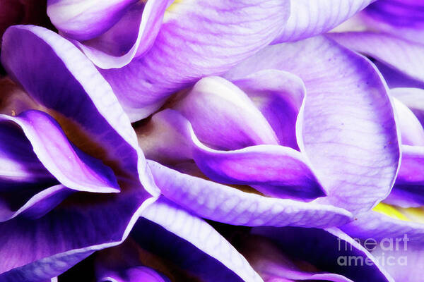 Macro Photography Art Print featuring the photograph Purple Wisteria Fower by Keith Kapple