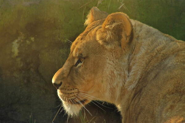 Lion Art Print featuring the photograph Pursuit of Pride by Laddie Halupa