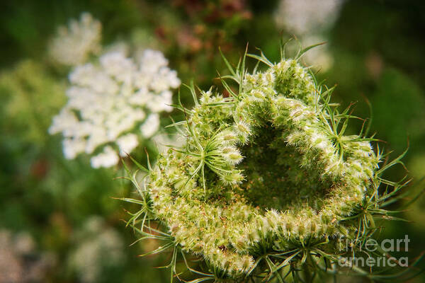 White Art Print featuring the photograph Queen Anne's Lace Going to Seed by Susan Isakson