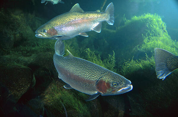 00640118 Art Print featuring the photograph Rainbow Trout Pair by Michael Durham