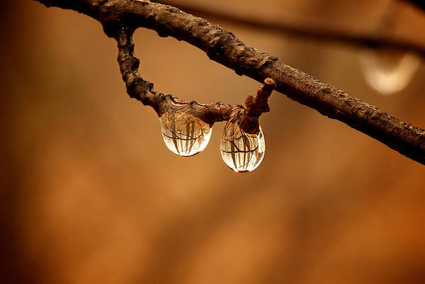 Raindrop Art Print featuring the photograph Raindrop Reflection by Prince Andre Faubert