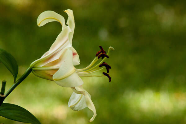 Lilly Art Print featuring the photograph Reaching Out by Lauri Novak