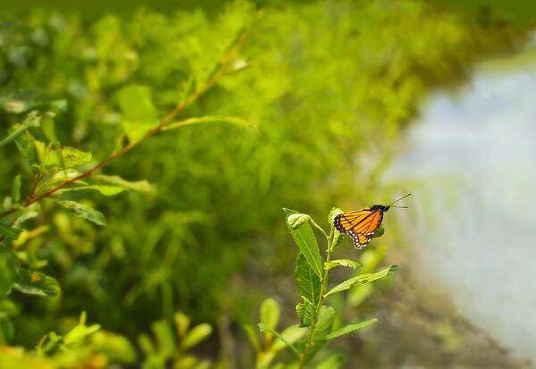 Viceroy Butterfly Art Print featuring the photograph Ready set go Viceroy Butterfly by Marianne Campolongo
