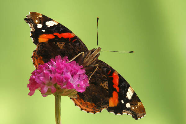 Fn Art Print featuring the photograph Red Admiral Vanessa Atalanta by Silvia Reiche