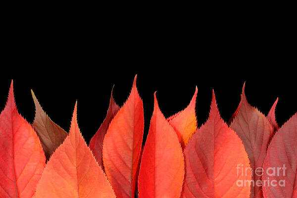 Flames Art Print featuring the photograph Red autumn leaves on edge by Simon Bratt