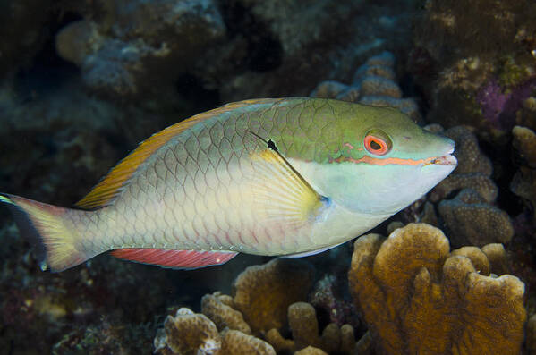 00462778 Art Print featuring the photograph Red-banded Parrotfish Bonaire by Pete Oxford