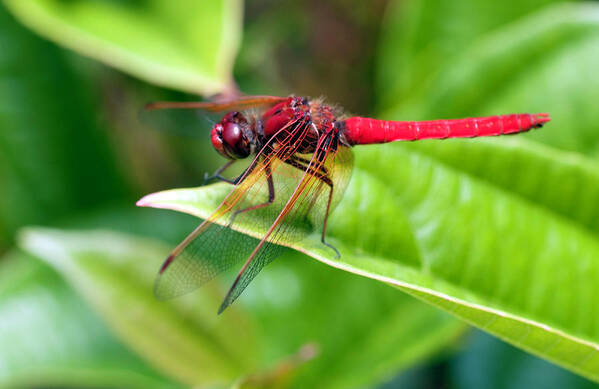 washington State Art Print featuring the photograph Red Dragonfly by Dan McManus