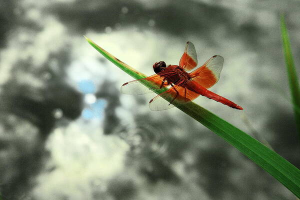 Fauna Art Print featuring the photograph Red Dragonfly by Viktor Savchenko