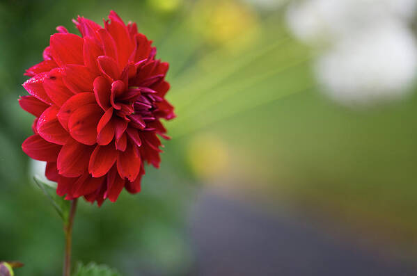 Blooms Art Print featuring the photograph Red Flower by Greg Nyquist