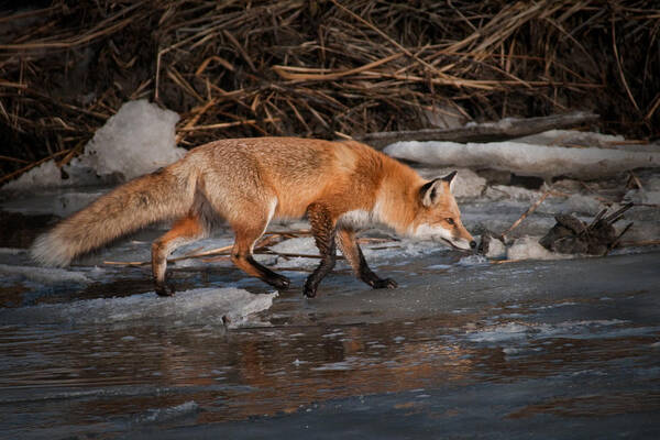 Animals Art Print featuring the photograph Red Fox Crossing by Craig Leaper