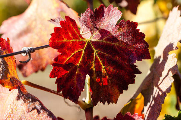 Autumn Art Print featuring the photograph Red Grapeleaves by Dina Calvarese