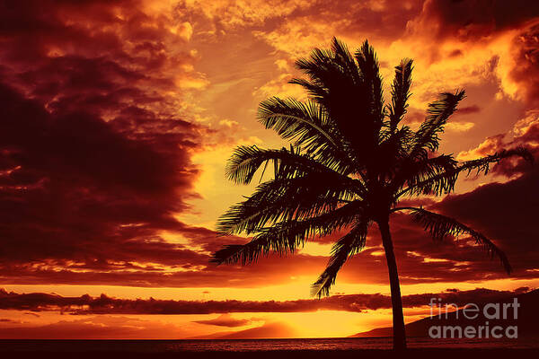 Palm Tree Art Print featuring the photograph Red Hawaiian Sunset by Teresa Zieba
