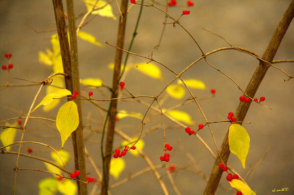 Red Hots Art Print featuring the photograph Red Hots by Edward Smith