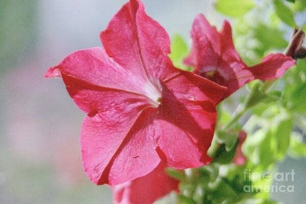 Close-up Of Red Petunia Art Print featuring the photograph Red Pop by Barbara Plattenburg