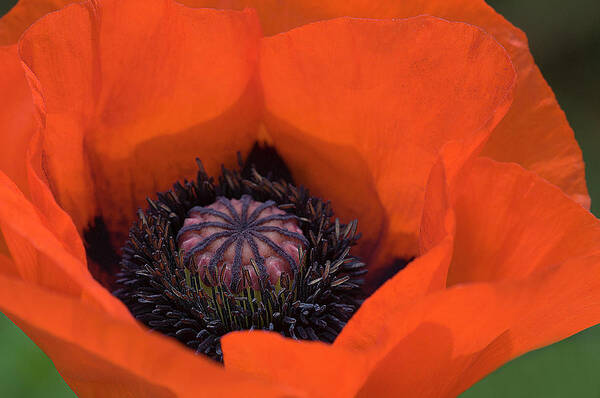Flower Art Print featuring the photograph Red Poppy by Carolyn D'Alessandro