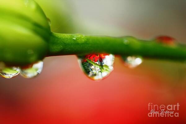 Red Flower Art Print featuring the photograph Red Raindrops by Yumi Johnson