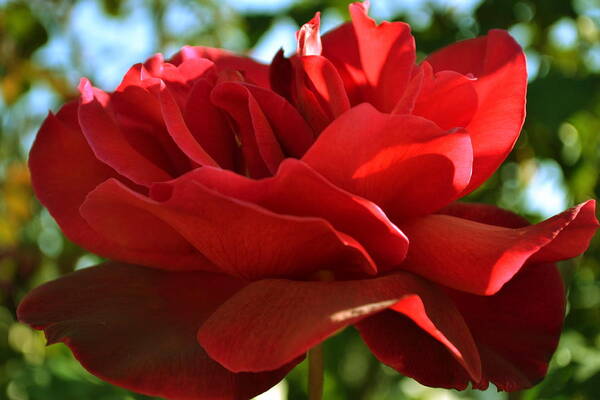 Red Art Print featuring the photograph Red Rose by Saifon Anaya