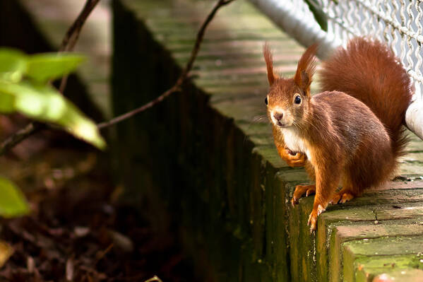 Squirrel Art Print featuring the photograph Red Squirrel by Justin Albrecht