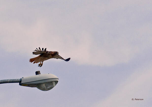 Red-tailed Hawk Art Print featuring the photograph Red-tailed Hawk In Flight by Ed Peterson