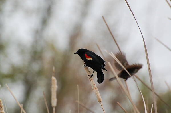 Red Winged Black Bird Art Print featuring the photograph Red winged black bird by Peter DeFina