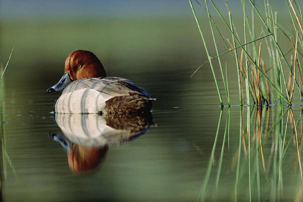 00174652 Art Print featuring the photograph Redhead Duck Male With Reflection by Tim Fitzharris