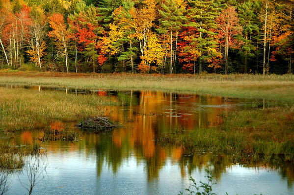 Autumn Art Print featuring the photograph Reflections by Cathy Kovarik