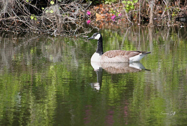 Goose Art Print featuring the photograph Reflective Goose by Suzanne Gaff