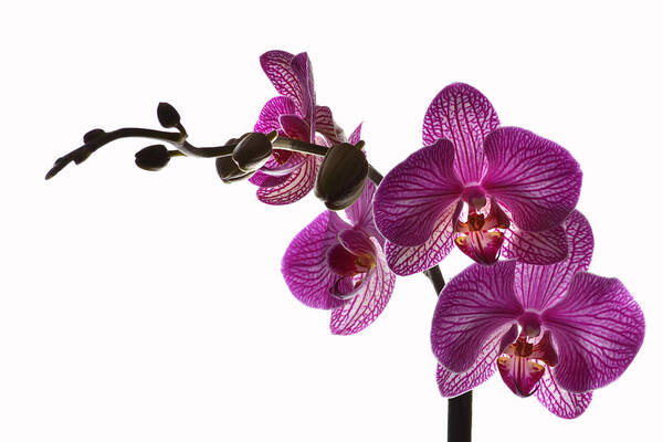 Orchids Art Print featuring the photograph Regal Orchid by Terence Davis
