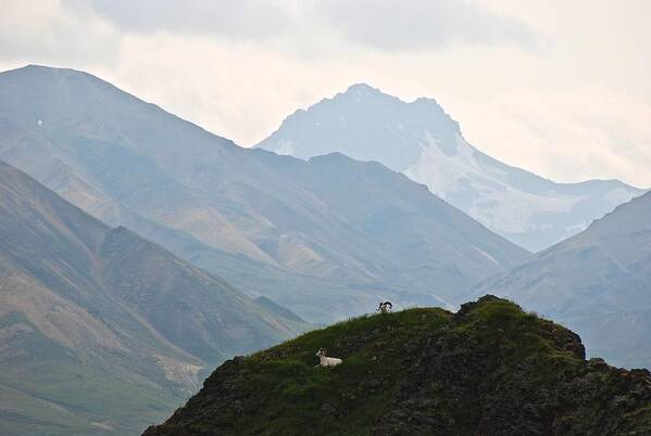 Danali National Park Art Print featuring the photograph Resting Dall Sheep by Eric Tressler