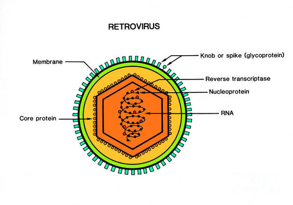 Science Art Print featuring the photograph Retrovirus by Science Source