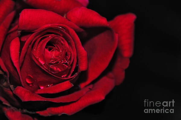 Photography Art Print featuring the photograph Rich Red Rose by Kaye Menner