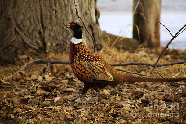 Pheasant Art Print featuring the photograph Ring-necked Pheasant by Alyce Taylor