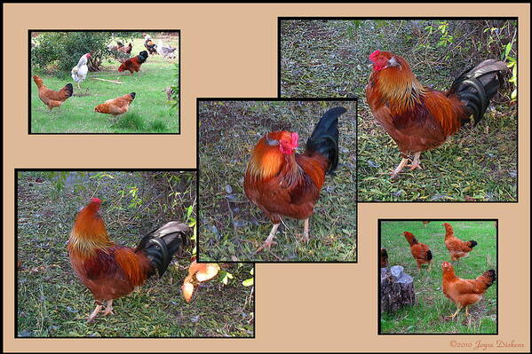 Rooster Art Print featuring the photograph Rooster Red by Joyce Dickens