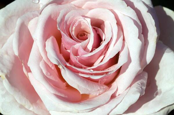 Rose Art Print featuring the photograph Rose (rosa 'savoy Hotel') by Georgette Douwma