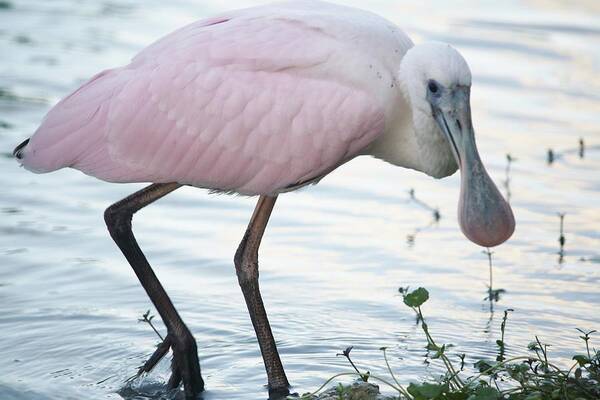 Roseate Spoonbill Art Print featuring the photograph Roseate Spoonbill 3 by Andrea OConnell