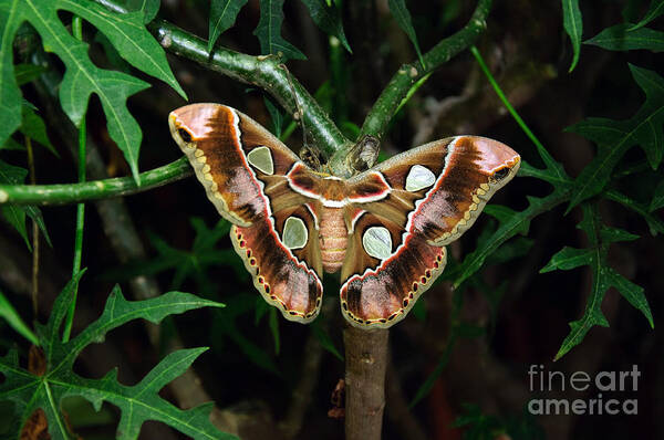 Butterfly Art Print featuring the photograph Rothschild Silkmoth by Andee Design