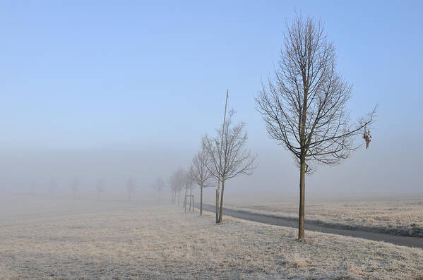 Trees Art Print featuring the photograph Row of trees in the morning by Matthias Hauser