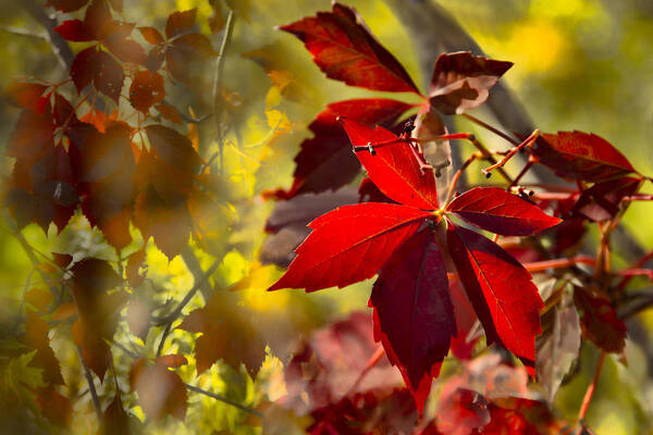 Fall Art Print featuring the photograph Ruby Jewels by Marilyn Cornwell