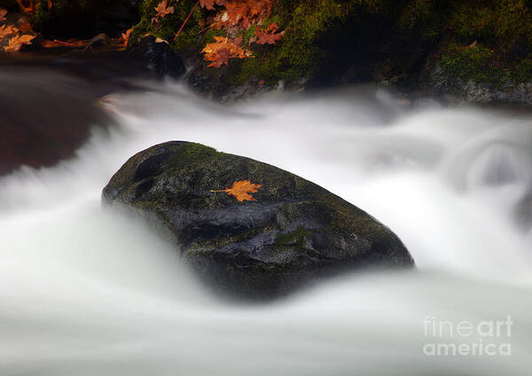 Cascade Art Print featuring the photograph Safe Haven by Michael Dawson